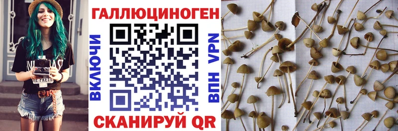 Псилоцибиновые грибы Psilocybe  Купить  Подольск 